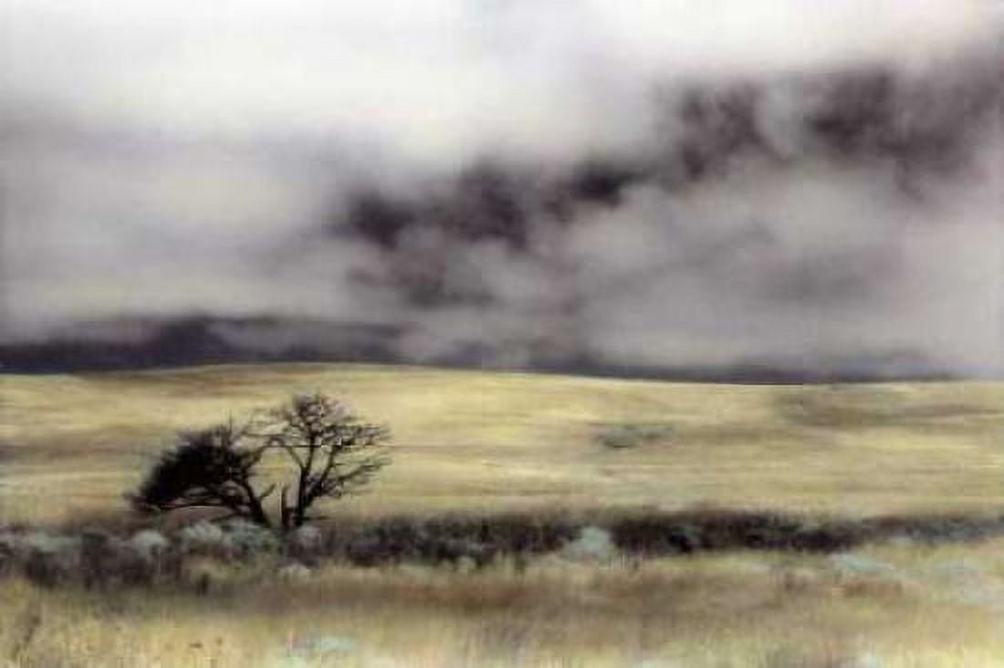 Limantour Marsh Canvas Art - Laura Culver (12 x 18)