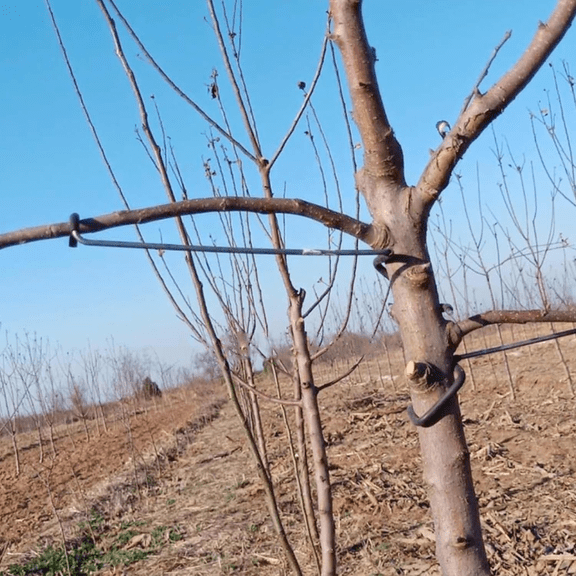 Limb Spreaders Fruit Trees Branch Spreaders Tree Branch Support Tree Limb Spread