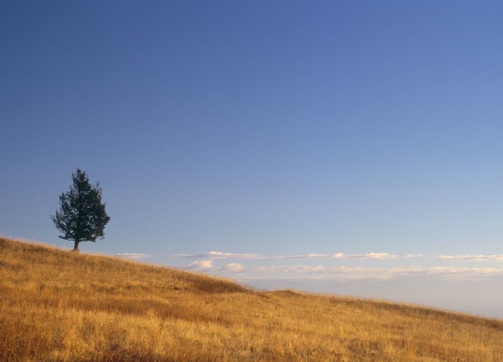 Limber Pine On Grazing Land Porcupine Hills Alberta Canada Canvas Art - Darwin Wiggett Design Pics (36 x 26)