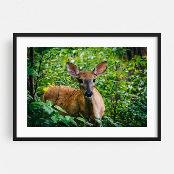 Limberlost Trail Deer - Virginia Photography Nature Forest Wildlife Deer Animal Scenic Woodland Black Framed Wall Art Print 5 x 7 inches