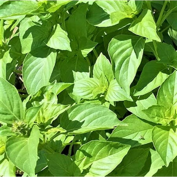 Lime Basil Herb Seeds - 200 Count Seed Pack - Has a Zesty Flavor and a Sweet, citrusy Aroma That can be Added into a Variety of Dishes - Country Creek LLC