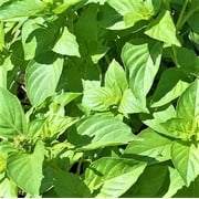 Lime Basil Herb Seeds - 200 Count Seed Pack - Has a Zesty Flavor and a Sweet, citrusy Aroma That can be Added into a Variety of Dishes - Country Creek LLC