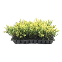 Lime Glow Juniper - 10 Live Plants - Juniperus Horizontalis - Hardy Evergreen Ground Cover