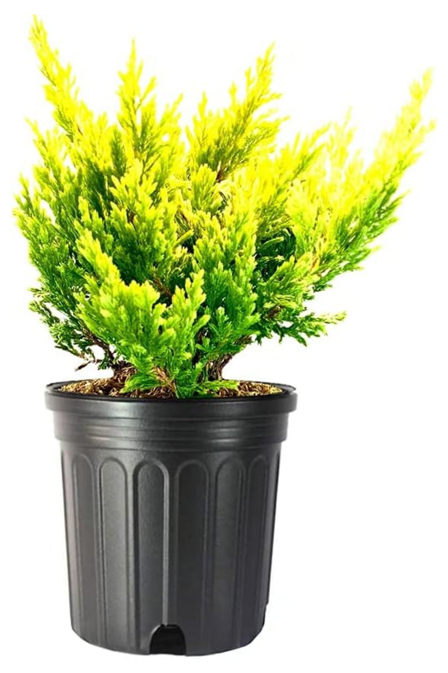 Lime Glow Juniper | 2 Live Gallon Size Plants | Juniperus Horizontalis | Cold Hardy Drought Tolerant Groundcover - image 1 of 6
