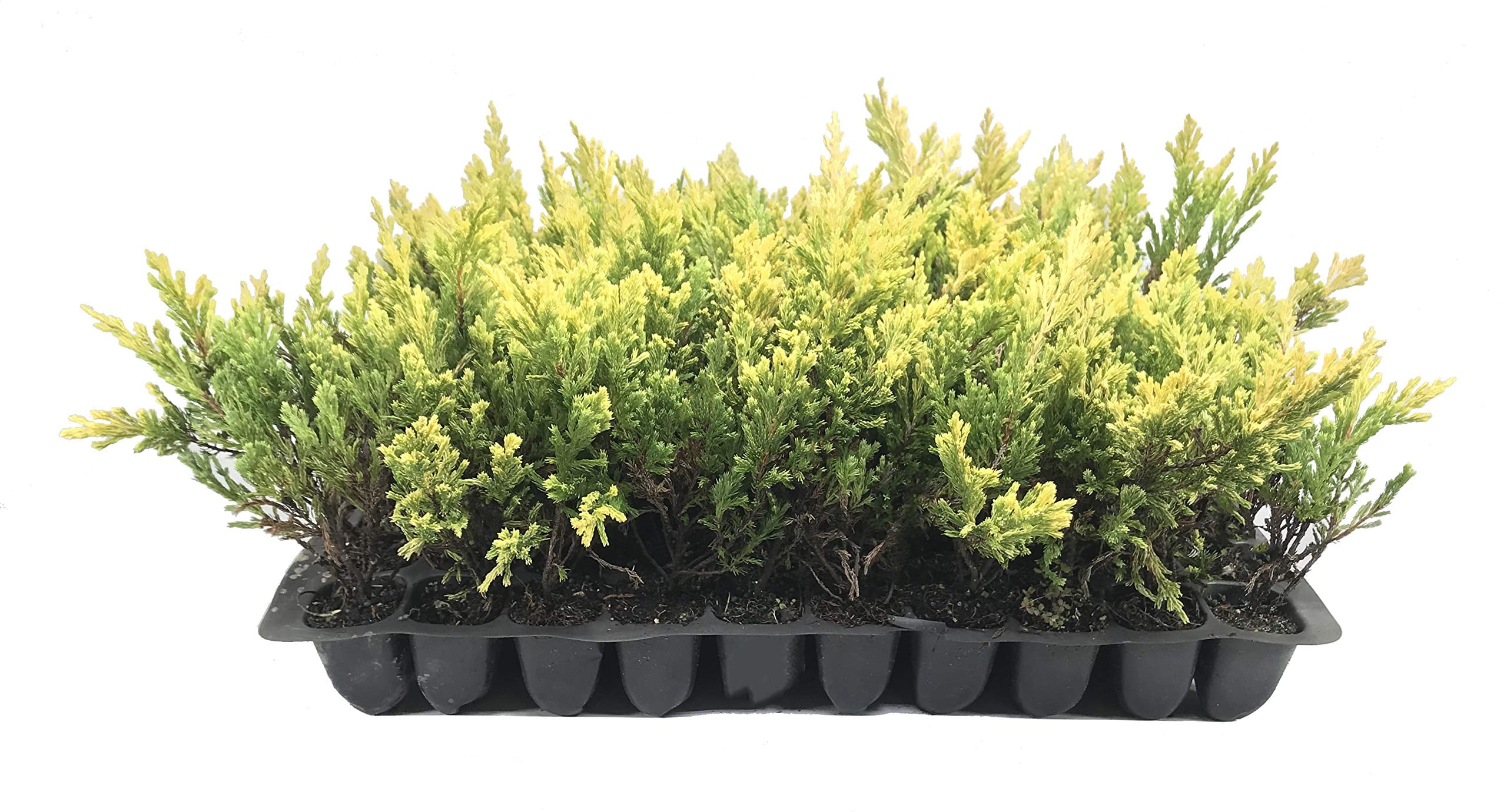 Lime Glow Juniper - 3 Live Plants - Juniperus Horizontalis - Hardy Evergreen Ground Cover