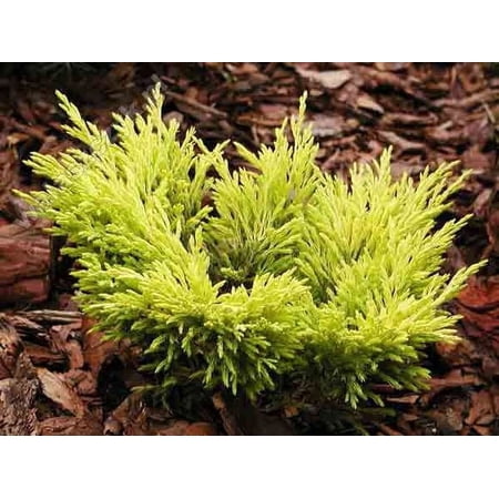 Lime Glow Spreading Juniper - Live Plant ( 1 QT ) | Bright Foliage | Dwarf | Evergreen