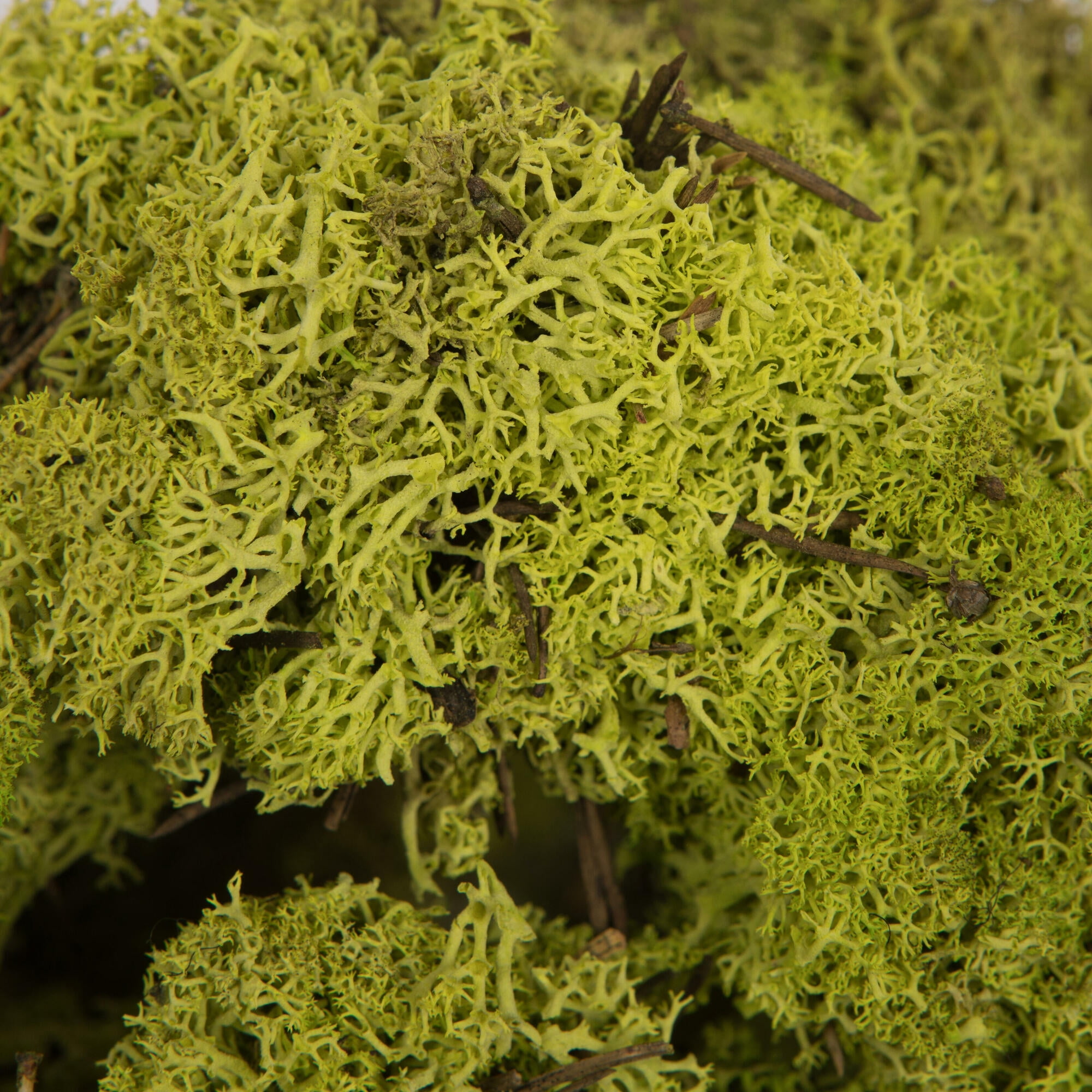 Vickerman Box Lime Green Moss, Reindeer- 9 lb bulk, Preserved