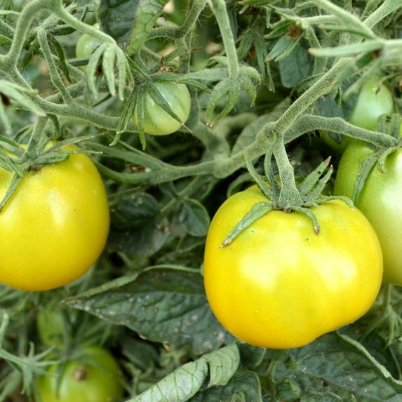 Lime Green Salad Tomato Seeds - 300 Mg Packet ~65 Seeds - Non-GMO, Heirloom - Vegetable Garden - Solanum lycopersicum