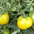 thumbnail image 1 of Lime Green Salad Tomato Seeds - 4 Oz ~27200 Seeds - Non-GMO, Heirloom - Vegetable Garden - Solanum lycopersicum, 1 of 7