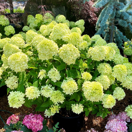 Lime Hydrangea Plant Live, Hydrangea Bush Shrub, 6–12 Inch Tall, 2.5-Inch Pot, Flowering Shrub