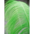 thumbnail image 1 of Lime Ostrich Feather Plume Premium Large 18-24+ inch per Each, 1 of 2