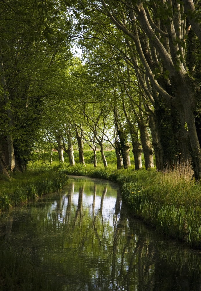 Lime Trees on Feeder to Canal du Midi Near Mirepeisset Languedoc-Roussillon France Canvas Art - George Munday Design Pics (12 x 18)