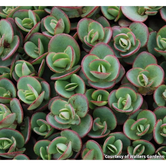 Lime Zinger Creeping Stonecrop - 8"POT Perennial