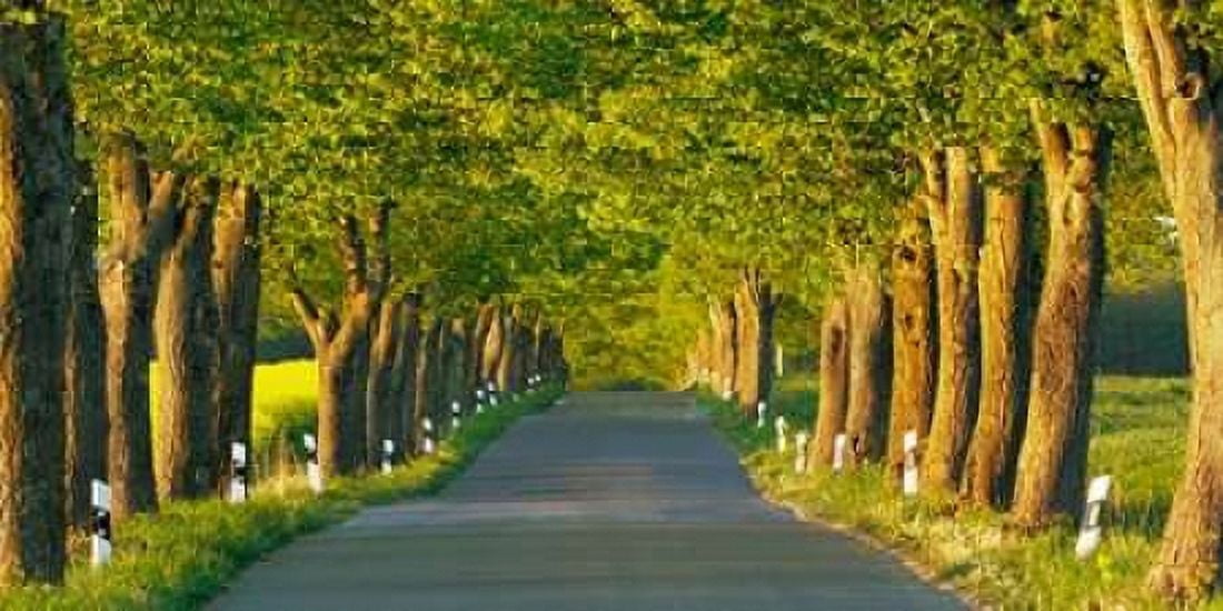 Lime tree alley Mecklenburg Lake District Germany Canvas Art - Frank Krahmer (10 x 20)