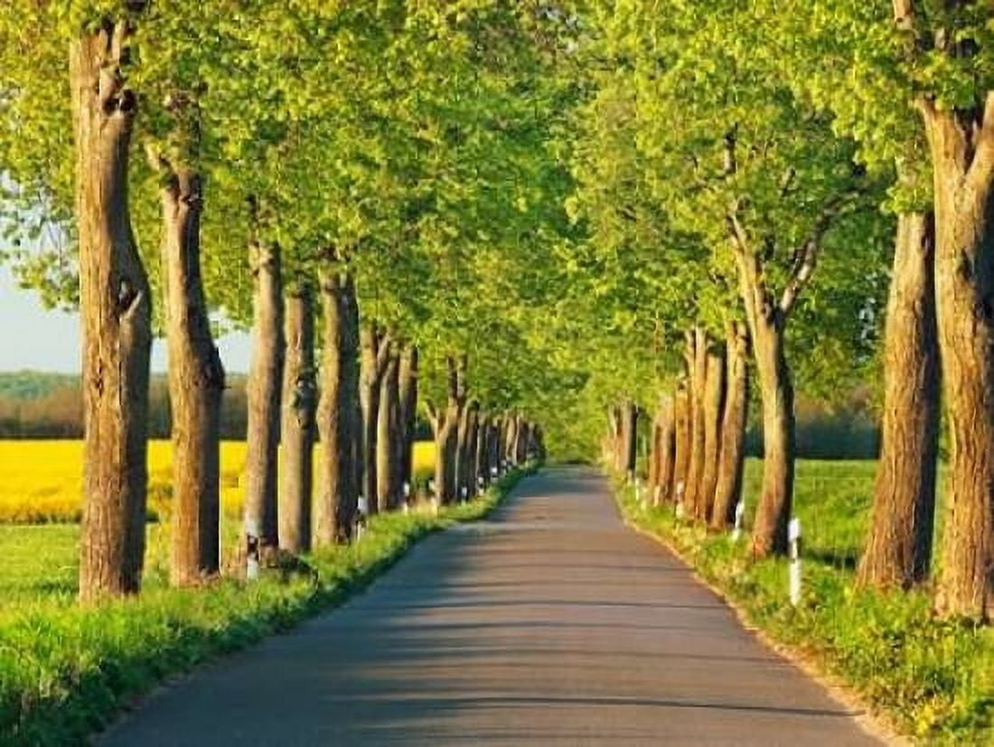 Lime tree alley Mecklenburg Lake District Germany Canvas Art - Frank Krahmer (22 x 28)