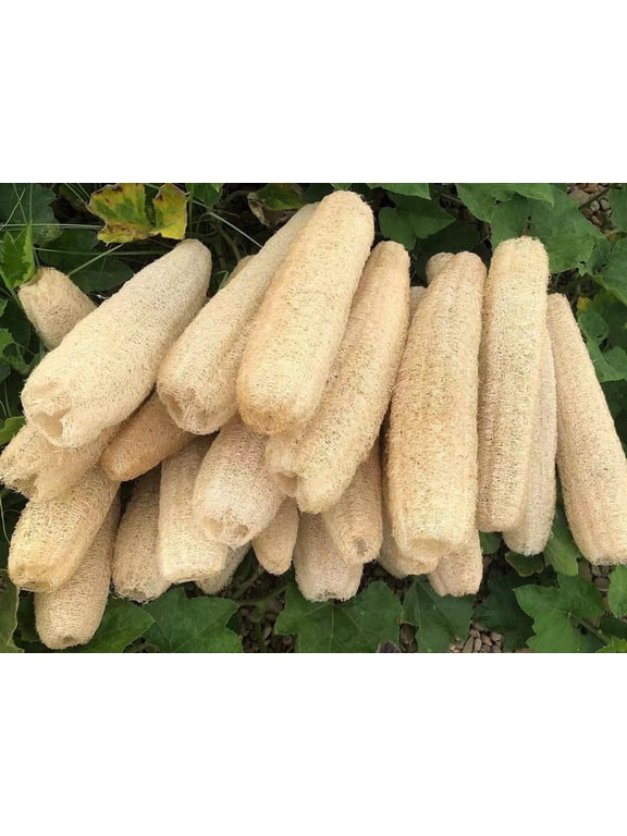 6 Pack Natural Loofah Sponges Organic Luffa Bath Shower Sponge Exfoliating Body Back Scrubber for Men Women Adults SPA Beauty Bathing Daily Care