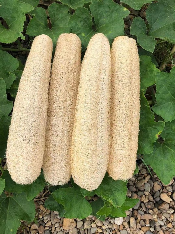 Natural Loofah Sponges Organic Luffa Bath Shower Sponge Exfoliating Body Back Scrubber for Men Women Adults SPA Beauty Bathing Daily Care - 6 PCS