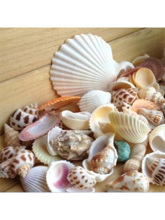 Sea Shells Mixed Ocean Beach Seashells,Various Sizes Natural Colorful Seashells Starfish Perfect for Beach Theme Party Home Decorations,DIY Crafts, Fish Tank(100g)