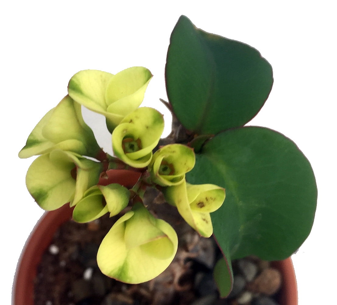 Limelight Crown of Thorns Plant - Euphorbia splendens - 3" pot - Walmart.com