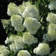 thumbnail image 1 of Limelight Hydrangea Liner, 1 of 1