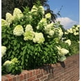 thumbnail image 1 of Limelight Hydrangea 3 total plants in 3, 4 inch pots, 1 of 2