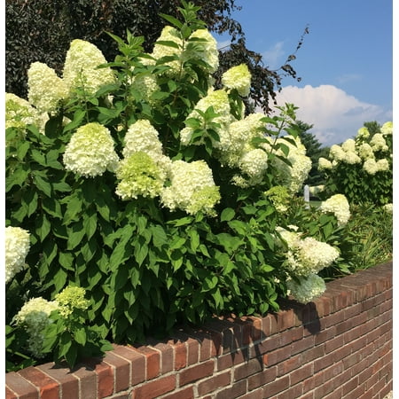 Limelight Hydrangea 3 total plants in 3, 4 inch pots