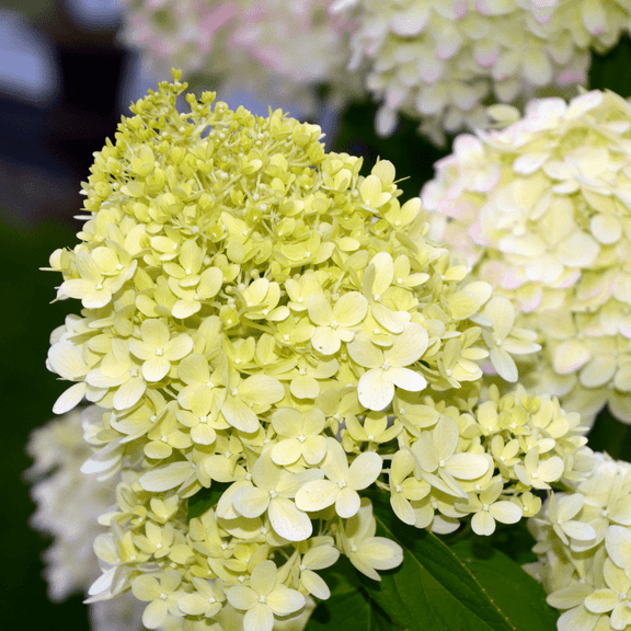 Dormant Limelight Hydrangea Live Plant, 3 to 5 Inch Height, Compact Flowering Hydrangea Shrub for Outdoor Landscaping