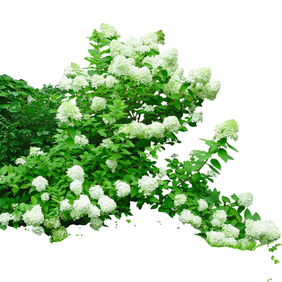 Limelight Hydrangea Live Shrub-2 Gallon