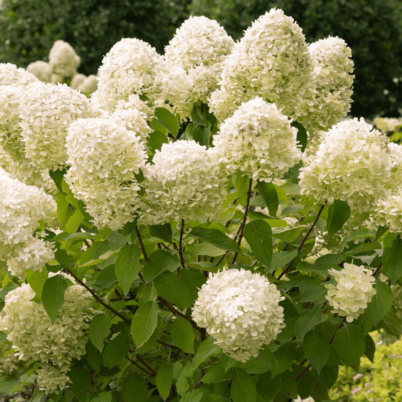 Dormant Limelight Hydrangea Plant, 4-7 Inch Height, Outdoor Garden Flowering Shrub