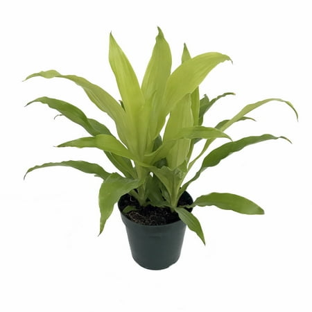 Limelight Madagascar Dragon Tree - 6" Pot - Dracaena