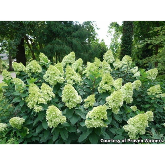 Limelight Prime Panicle Hydrangea - 3 Gallon Shrub