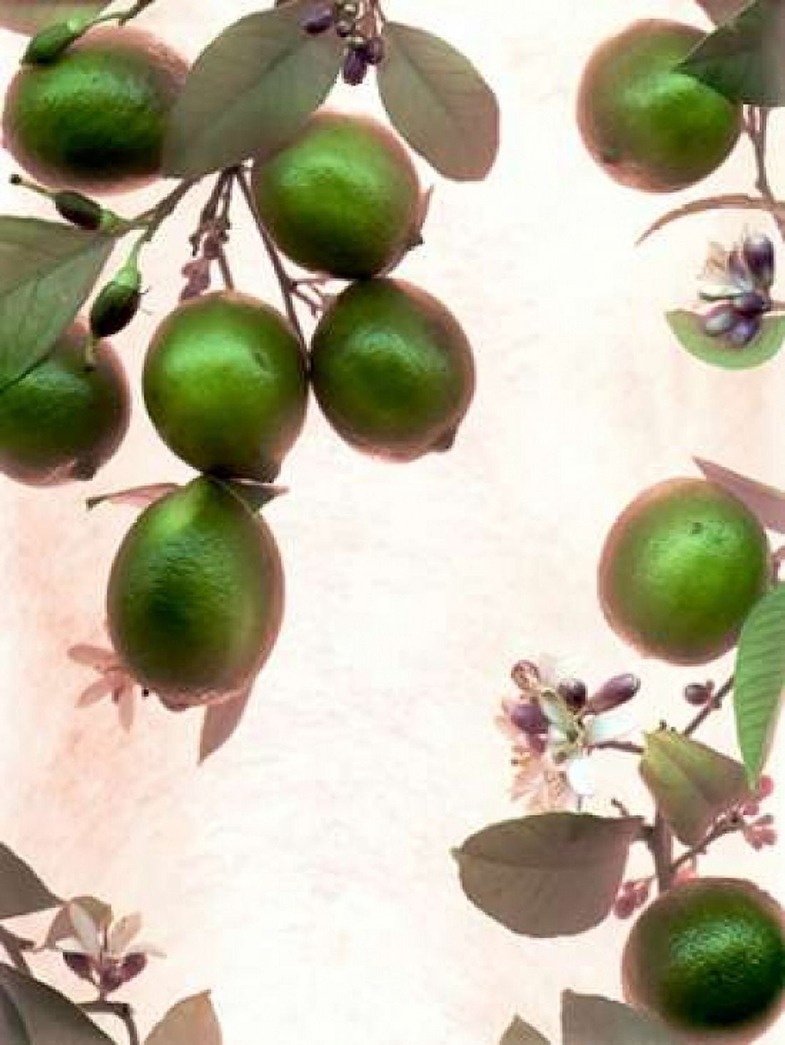 Limes - 1 Canvas Art - Alan Blaustein (18 x 24)