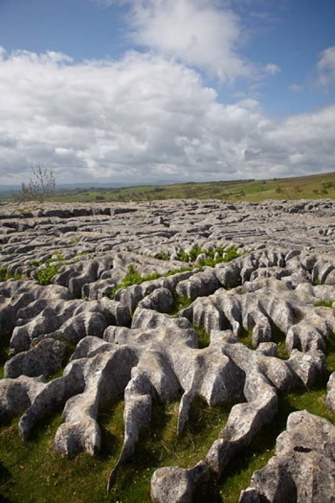 Limestone Pavement Malham Cove Yorkshire Dales National Park North Yorkshire England Canvas Art - David Wall DanitaDelimont (25 x 38)
