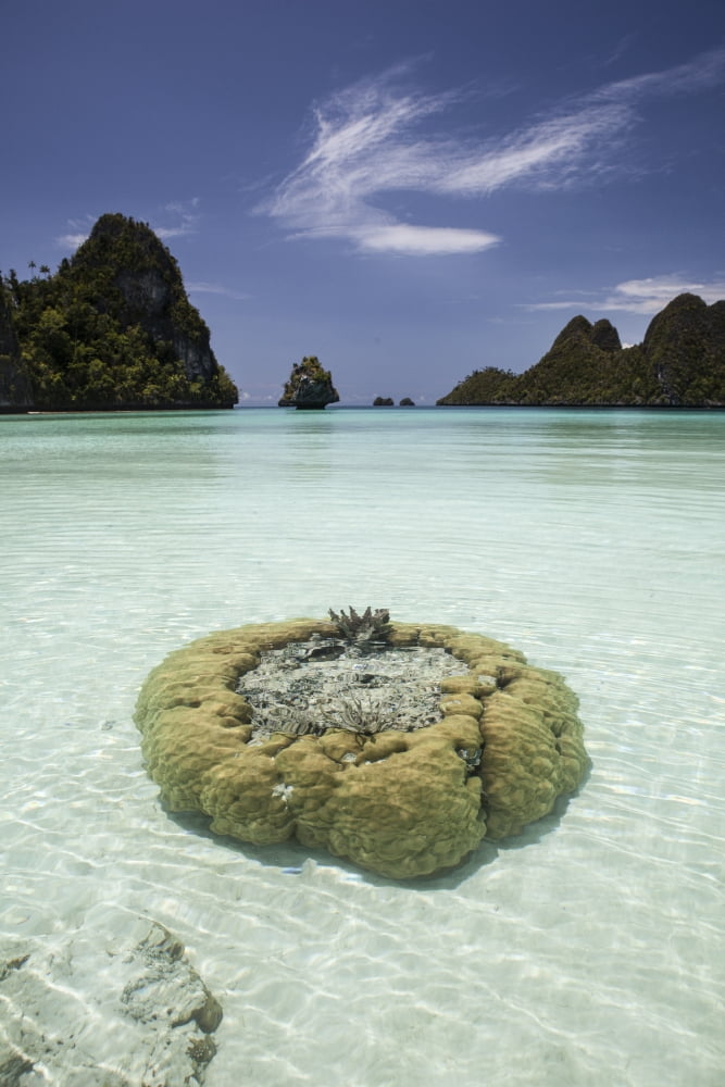 Limestone islands surround corals in a lagoon in Raja Ampat Canvas Art - Ethan DanielsStocktrek Images (12 x 17)