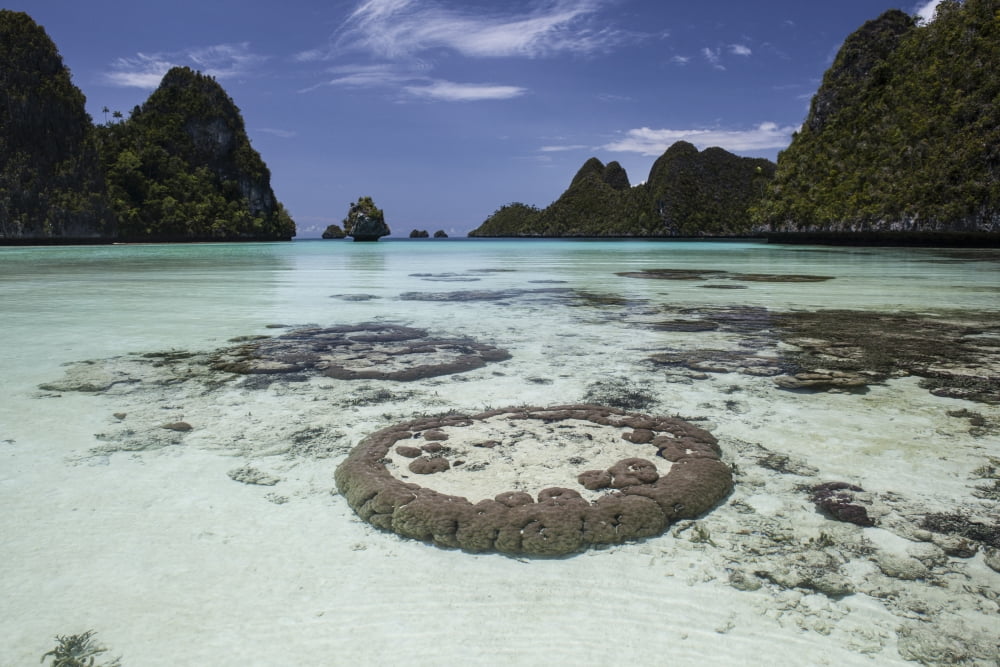 Limestone islands surround corals in a lagoon in Raja Ampat Canvas Art - Ethan DanielsStocktrek Images (34 x 23)