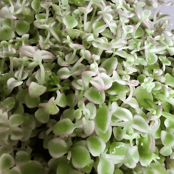 4'' Sedum Little Missy, Variegated Succulent, Trailing Plant, Stonecrop Ground Cover Plant, Live Potted Plant