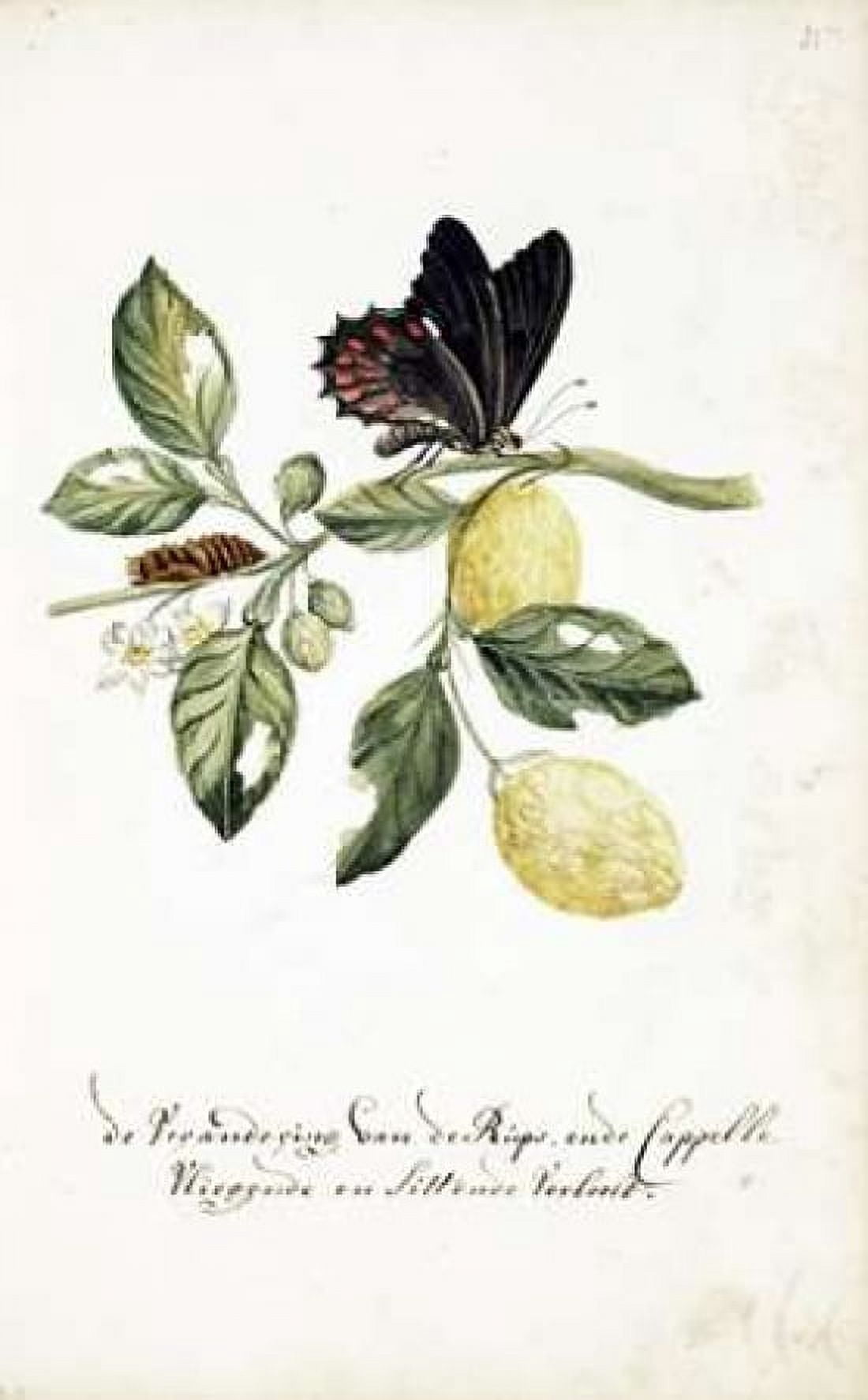 Limmetijen Tree Butterflies Canvas Art - Cornelis Markee (12 x 18)