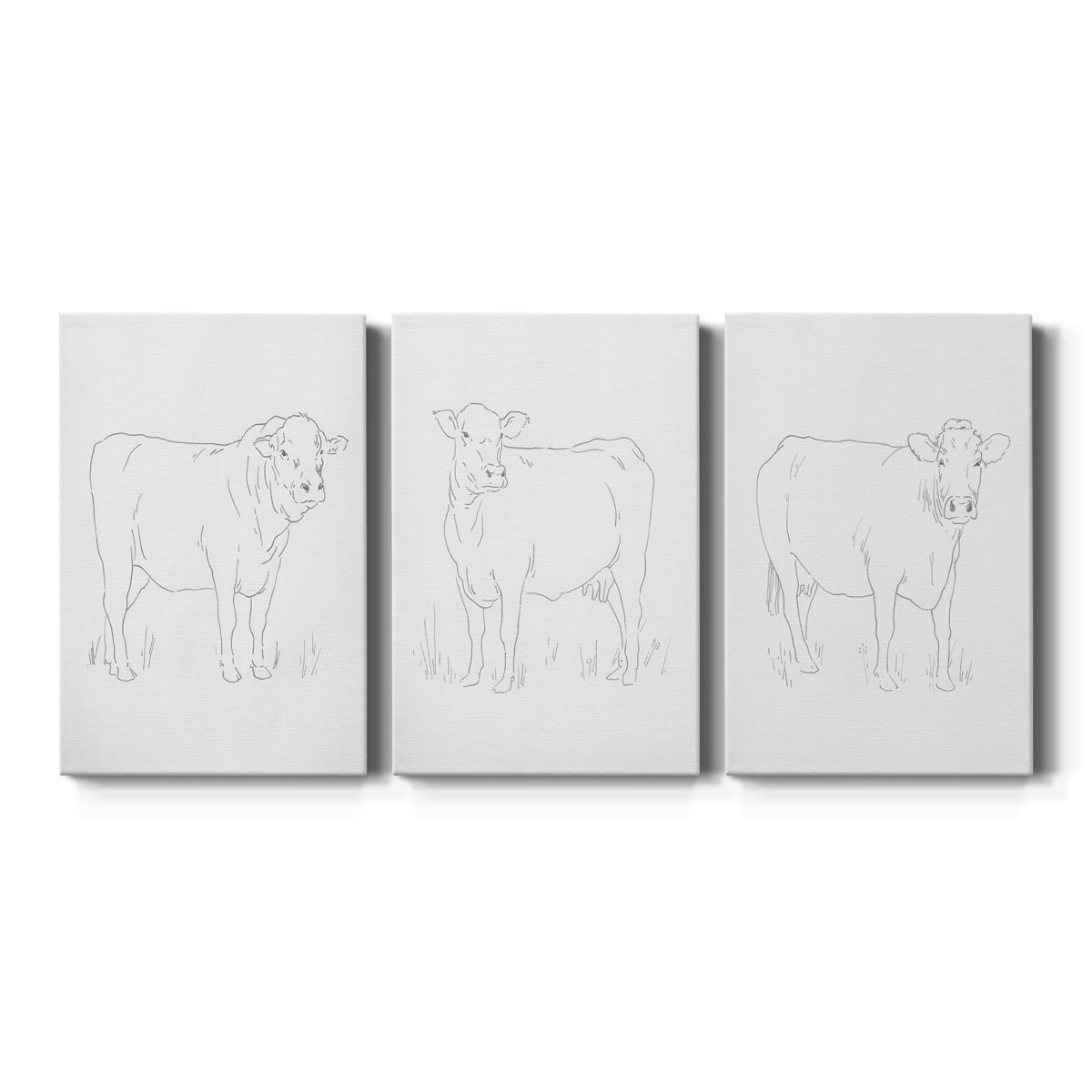 Limousin Cattle I Premium Gallery Wrapped Canvas - Ready to Hang - 8 x 12 Each