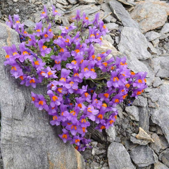 Linaria Alpina Seeds - Alpine Toadflax Ground Cover Seed - 500 Seeds