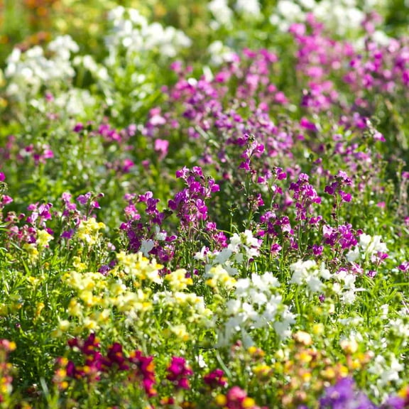 Linaria Seed - Toadflax Wildflower Seeds - 1/4 LB