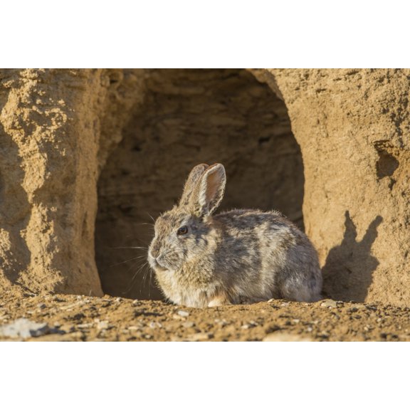 Lincoln County Wyoming. Cottontail Rabbit sits in front of its den creating a rabbit-eared shadow. Poster Print by