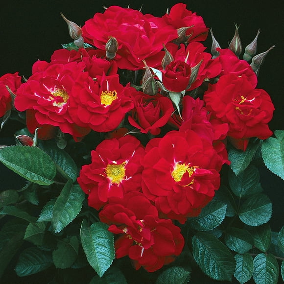 Linda Campbell Rugosa Rose by Heirloom Roses - Live Plant Ready To Plant Outdoors