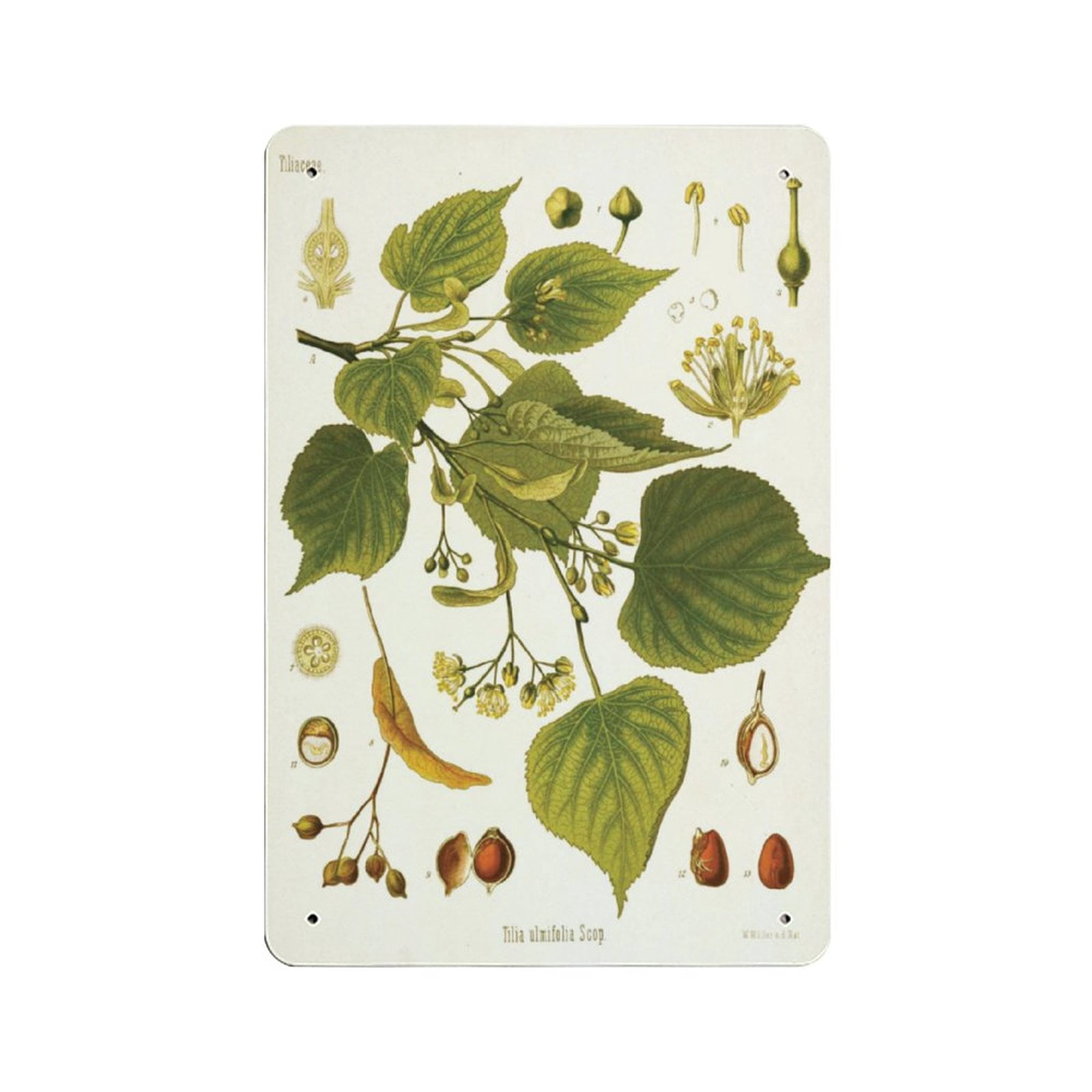 Linden Botanical Illustration,Botanicals, Vintage, Illustrations, tin ...