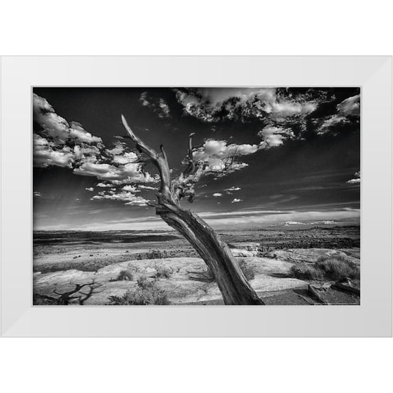 Linden, Sally 32x23 White Modern Wood Framed Museum Art Print Titled - Desert Tree