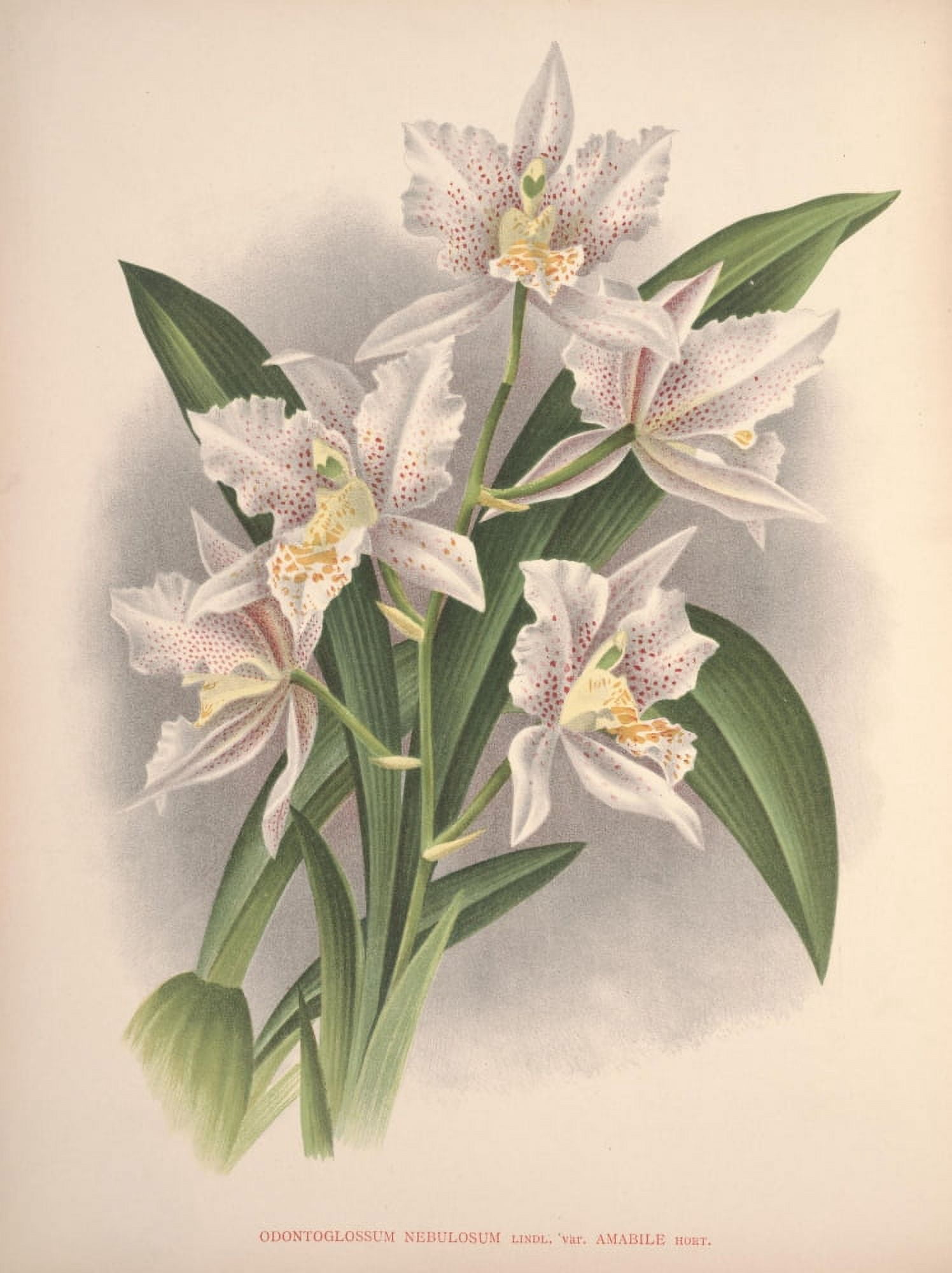 Lindenia 1894 Odontoglossum Canvas Art - Unknown (18 x 24)