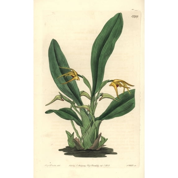 Lindley'S Maxillaria Orchid, Maxillaria Crocea Poster Print By ® Florilegius Mary Evans (18 X 24)