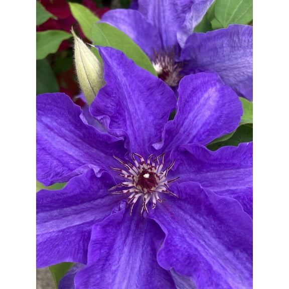 Lindsay Clematis Vine - Blue/Purple Hues - Fragrant - NEW! - 2.5" Pot