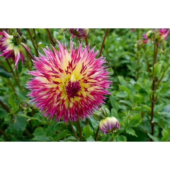 Lindsay Michelle Dahlia - Dinnerplate Fimbriata Flower - #1 Size Root Clump - NEW