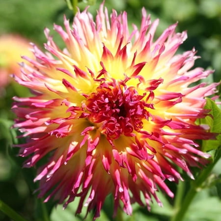 Lindsay Michelle Dahlia Flower Tubers - 3 Bulbs Per Pack - Easy to Grow Live Plant - Grows Well in Containers - Attracts Butterflies and Hummingbirds - Deer Resistant - Good as Cut Flowers,