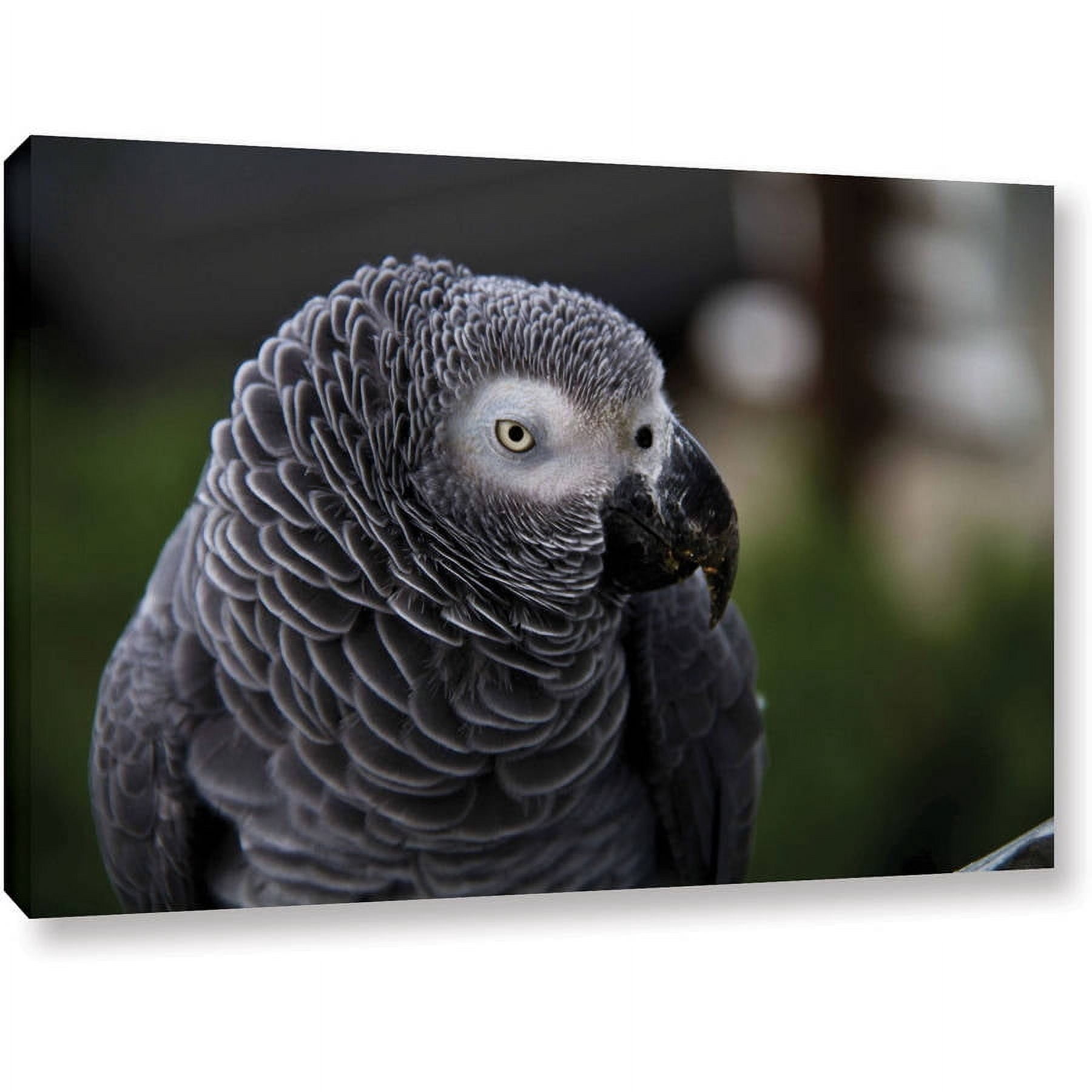 Lindsey Janich "Parrot" Gallery-Wrapped Canvas